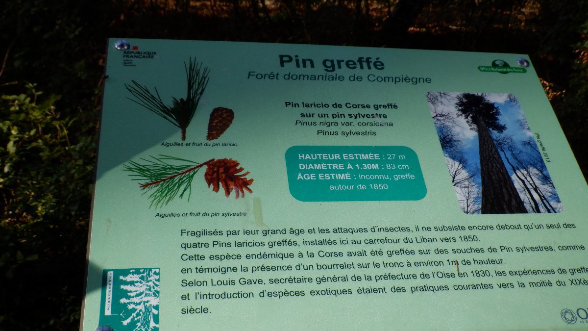 Forêt de Compiègne - 17/10/2026 - 23 octobre 2026
